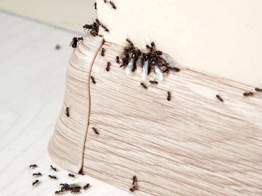 Ant Control in Mississauga