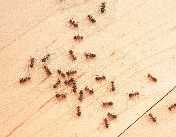 Ants Control in Mississauga