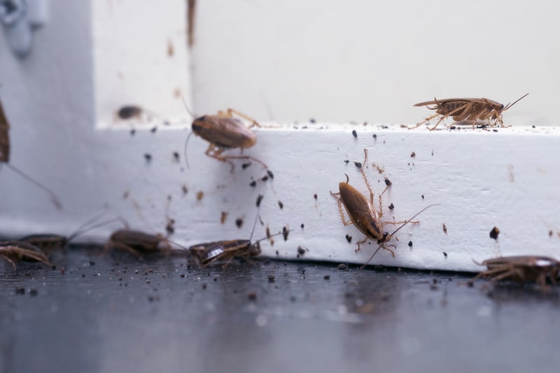 Cockroach Control in Mississauga
