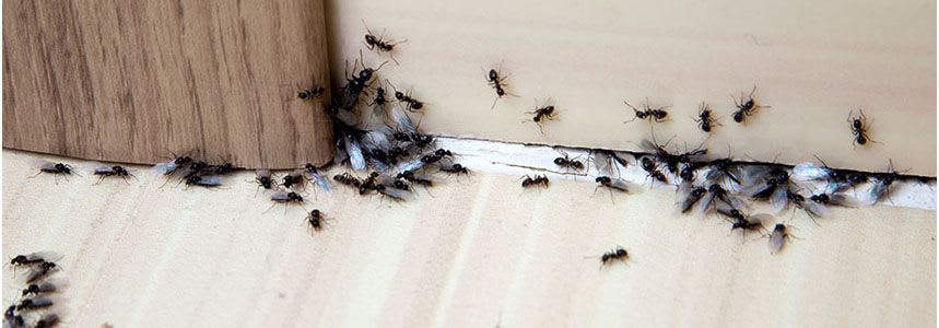 Ants Control in Brampton