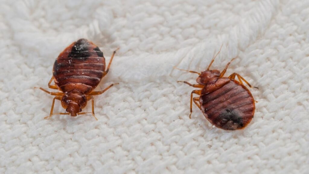 bed bug exterminator in Brampton