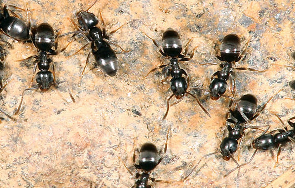 Best ant Control Company in Mississauga