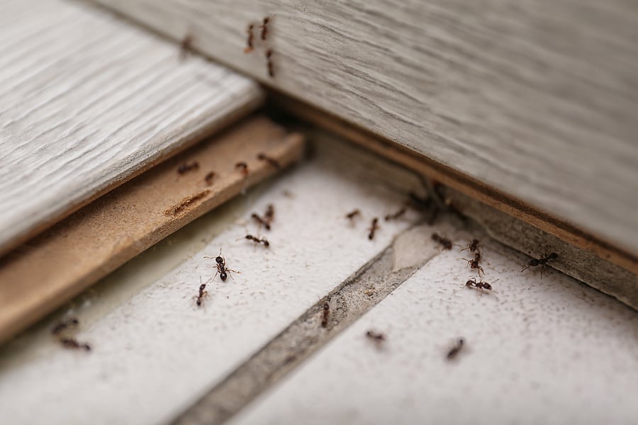 best ant control company in Mississauga
