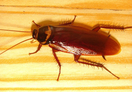 Cockroach Control in Mississauga