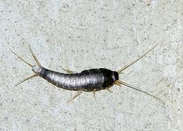 Silverfish Control in Mississauga